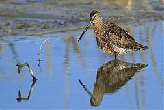 Long-billed Dowitcher